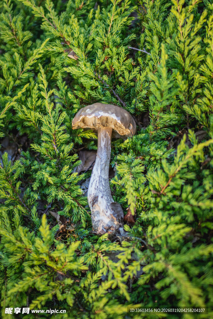 草丛中的独株蘑菇