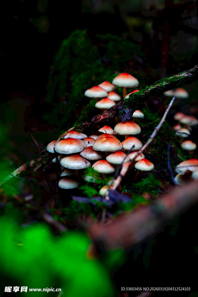 森林中的多彩蘑菇