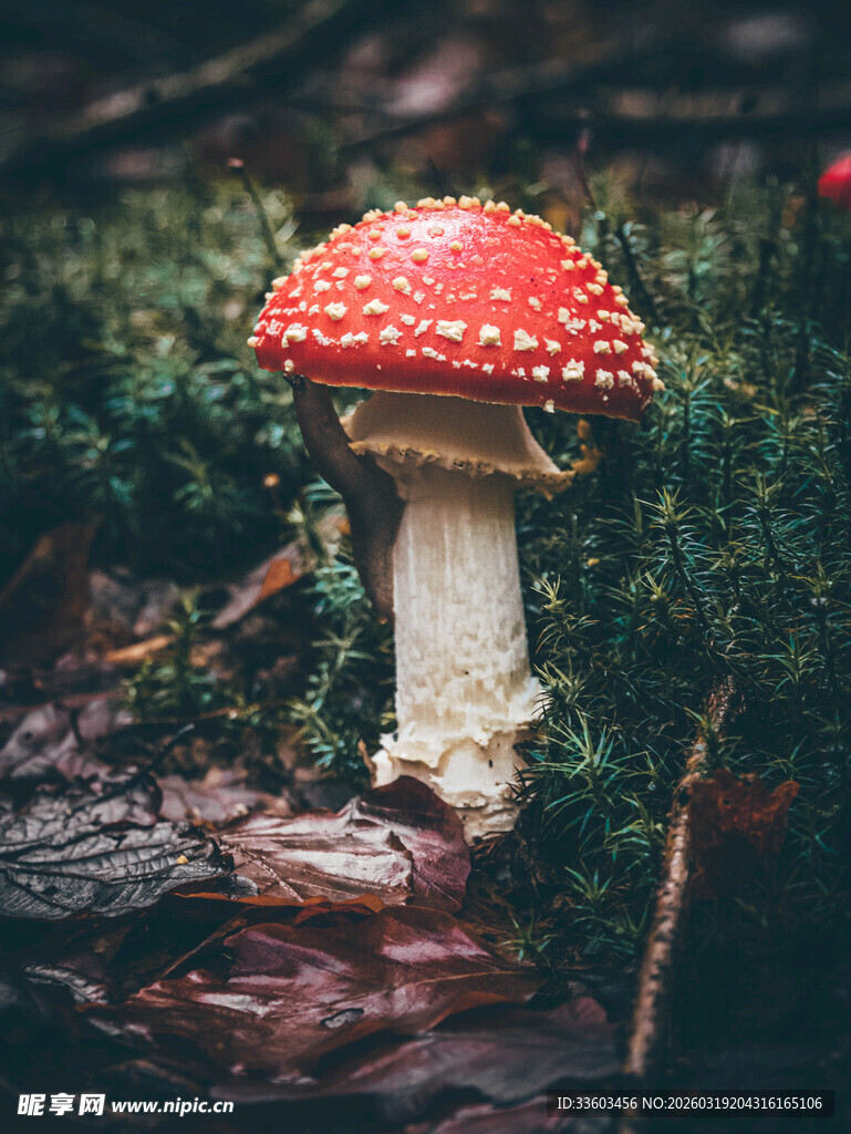森林中的红色斑点蘑菇