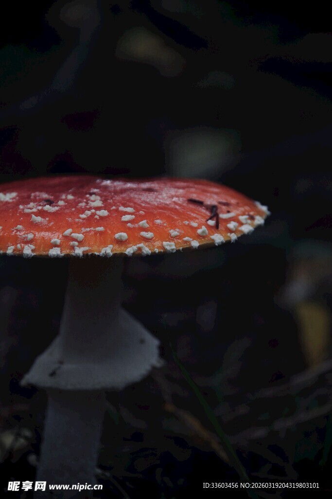 红色斑点蘑菇特写