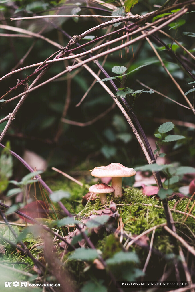 林间蘑菇隐于绿植之中