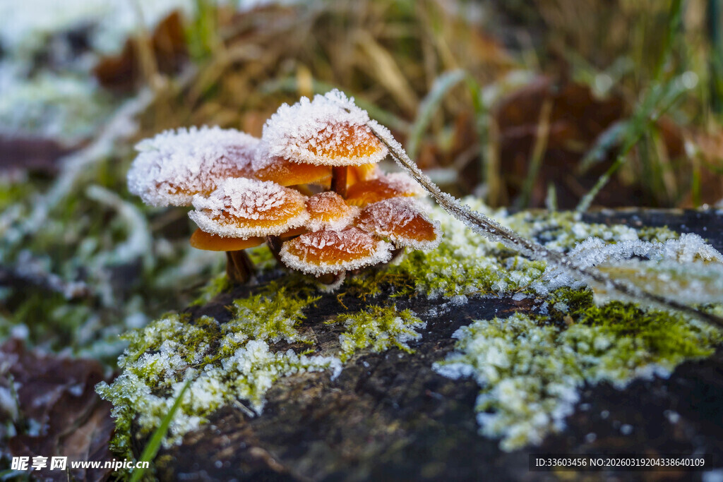 覆霜蘑菇于朽木上绽放