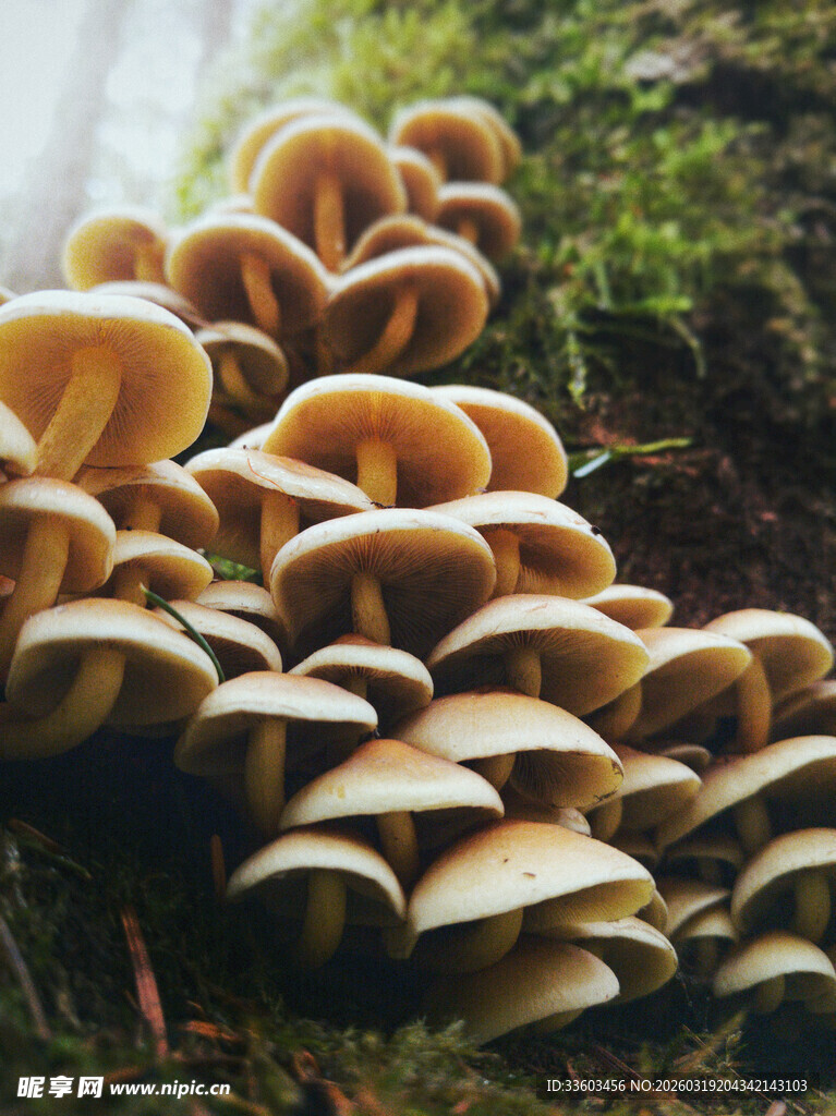 森林中簇拥生长的蘑菇