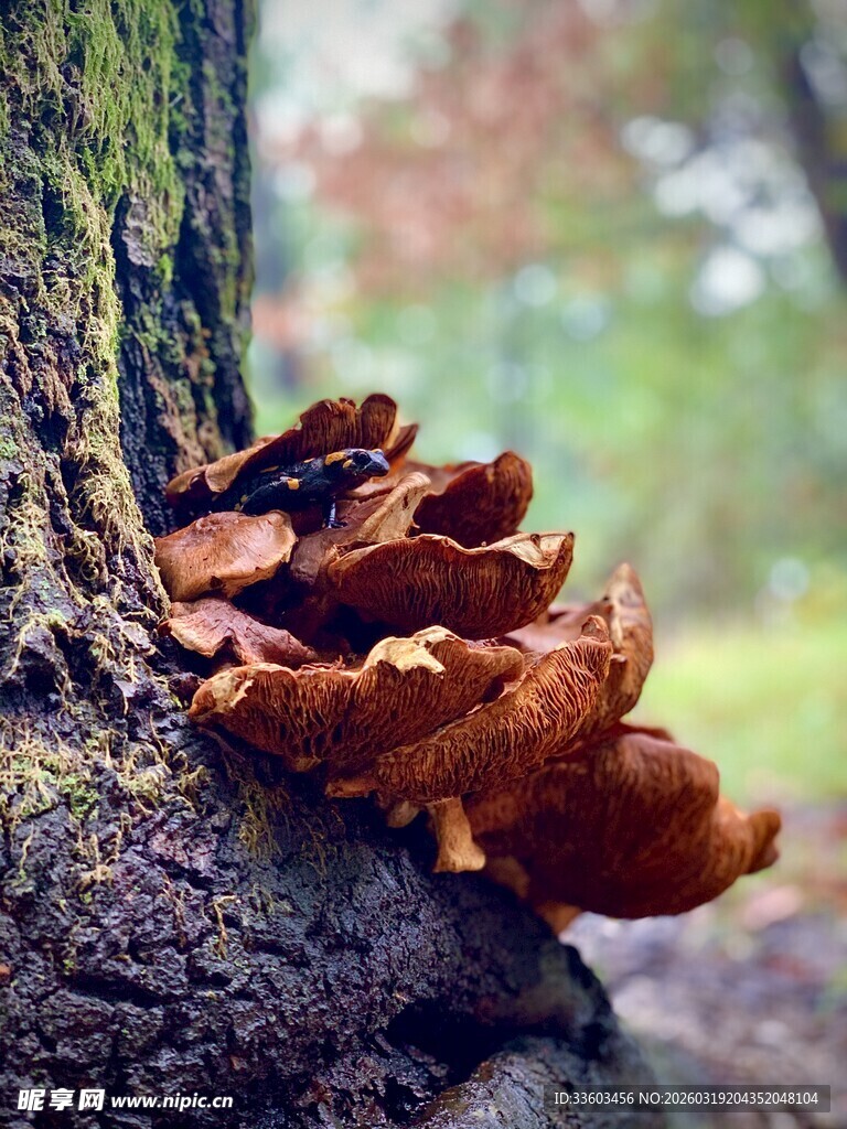 树干上的褐色菌类