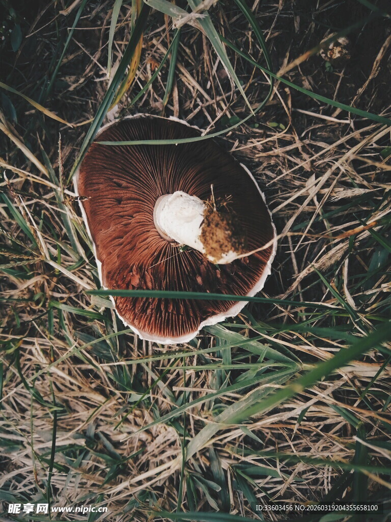 草地上的独特蘑菇