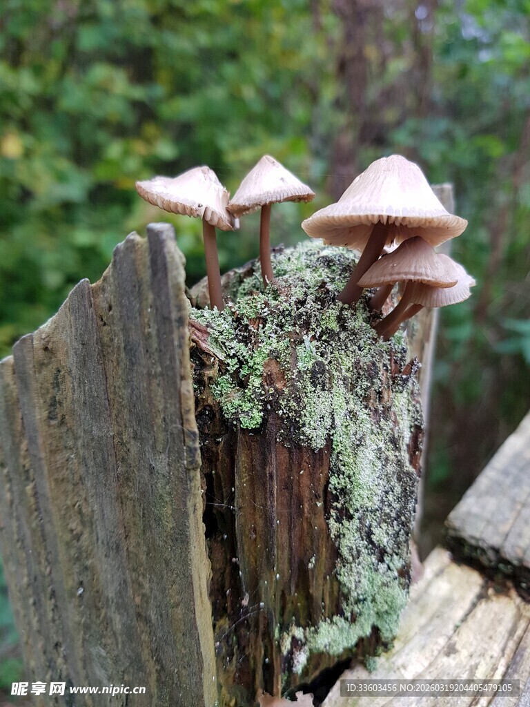木头上生长的几株蘑菇