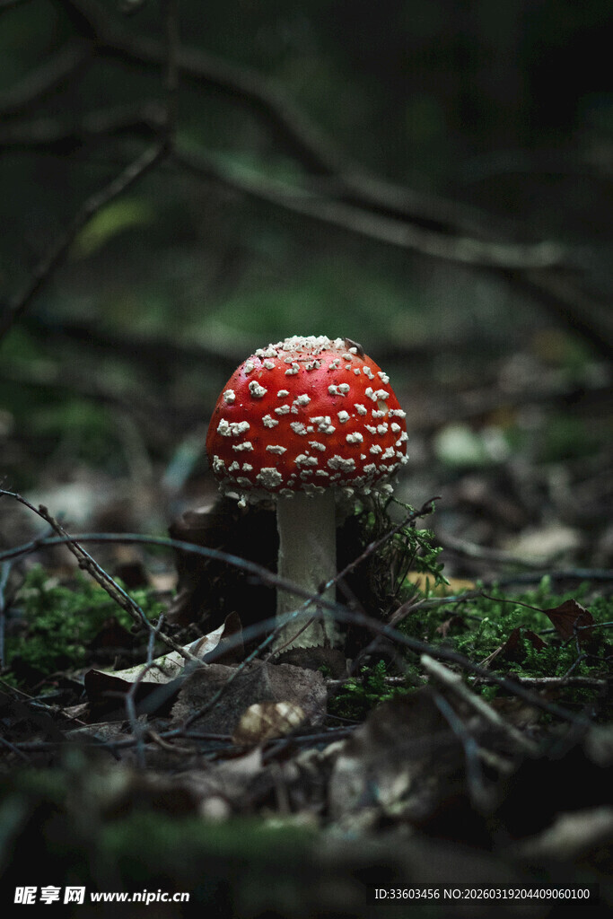 森林中的红色斑点蘑菇