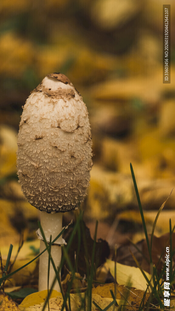 草地上的独特白色蘑菇