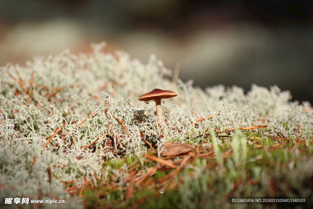 苔藓上的小蘑菇