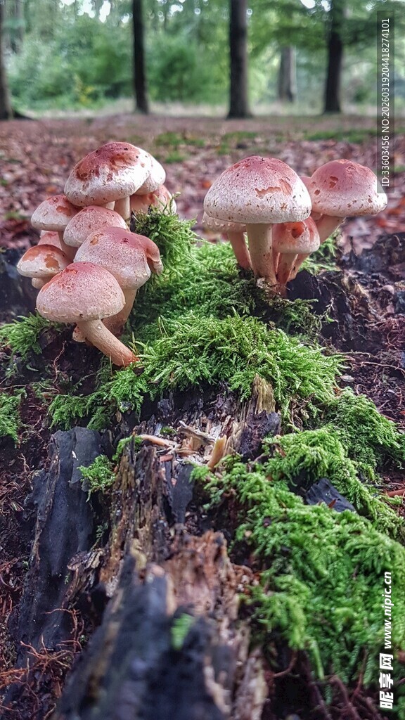 树桩上生长的蘑菇与苔藓