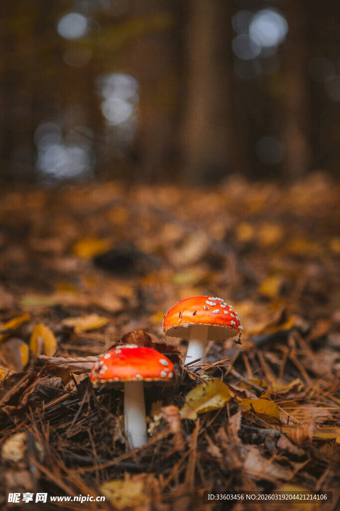 森林中鲜艳的红蘑菇