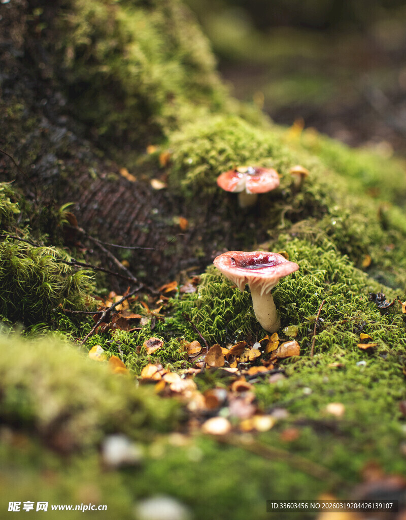 苔藓地上的粉色蘑菇