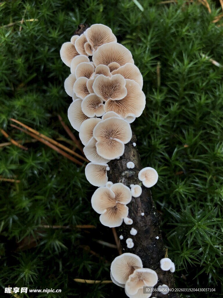 草丛中的簇生白色蘑菇