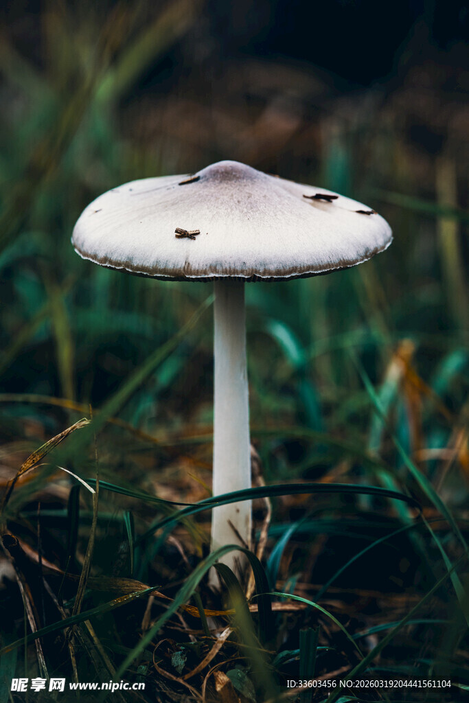 草丛中的白色蘑菇