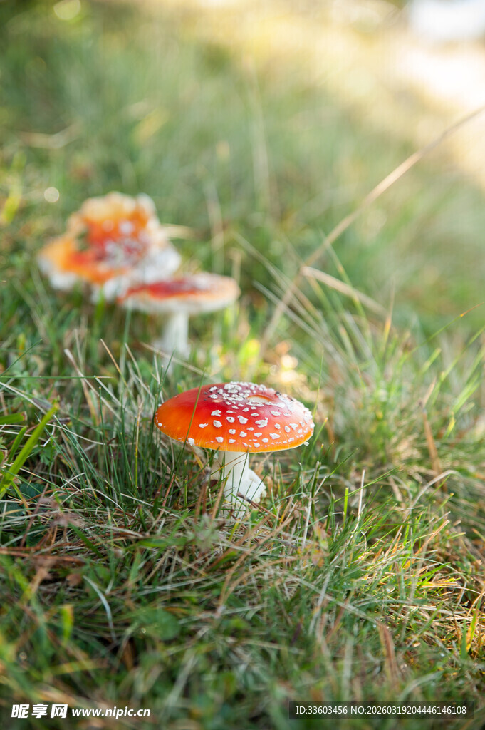 草地上的鲜艳蘑菇