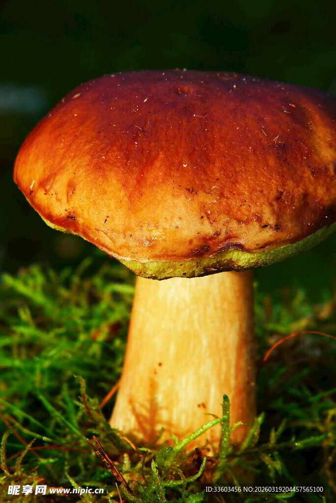 草地上的棕色蘑菇