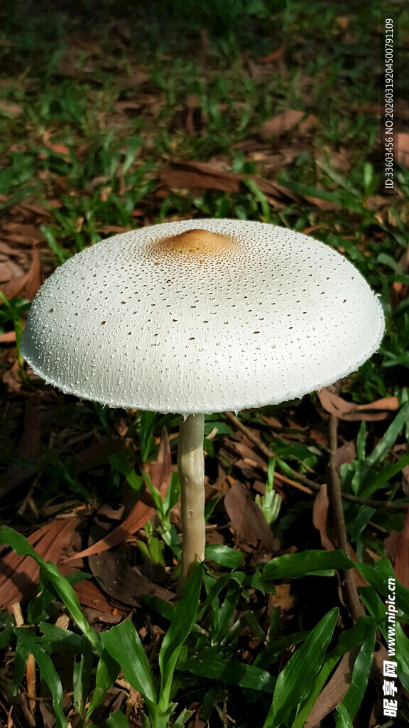 草地上的白色蘑菇