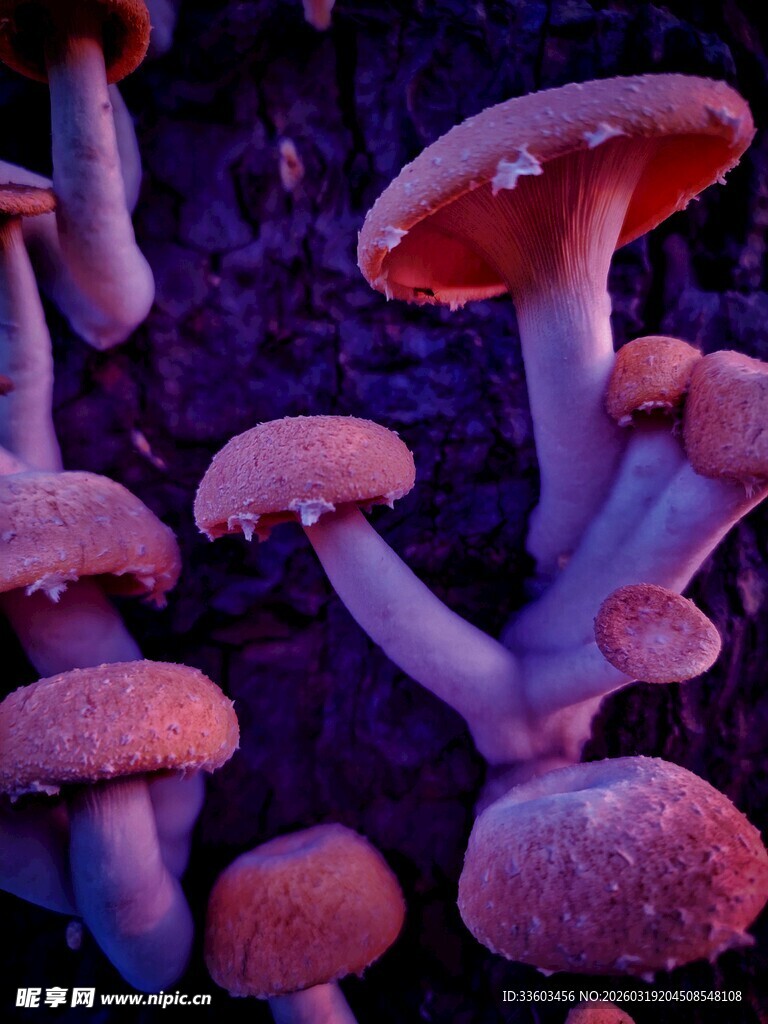 紫色梦幻蘑菇群集