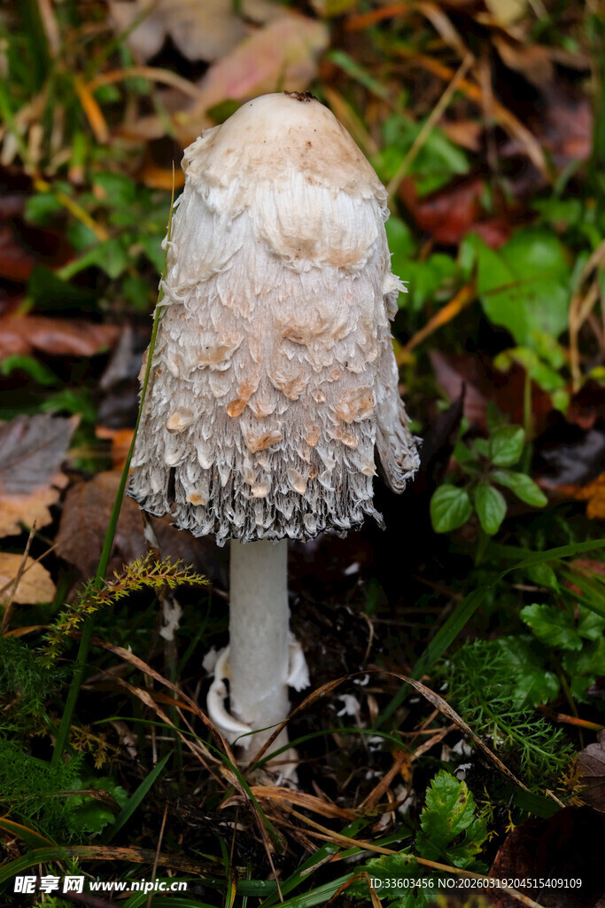 森林中的白色蘑菇