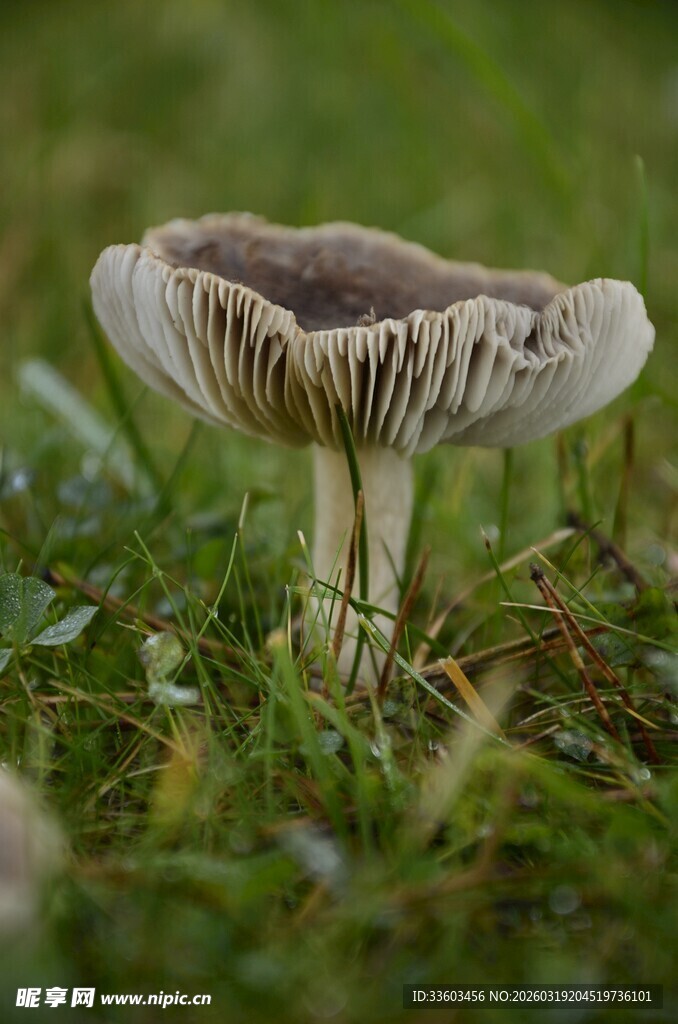 草地上的独特蘑菇