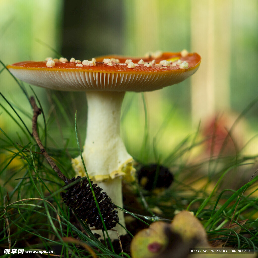 森林中的鲜艳毒蘑菇