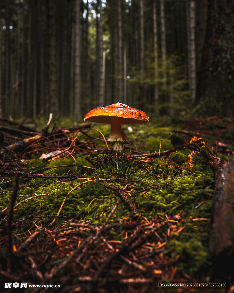森林中鲜艳的橙色蘑菇