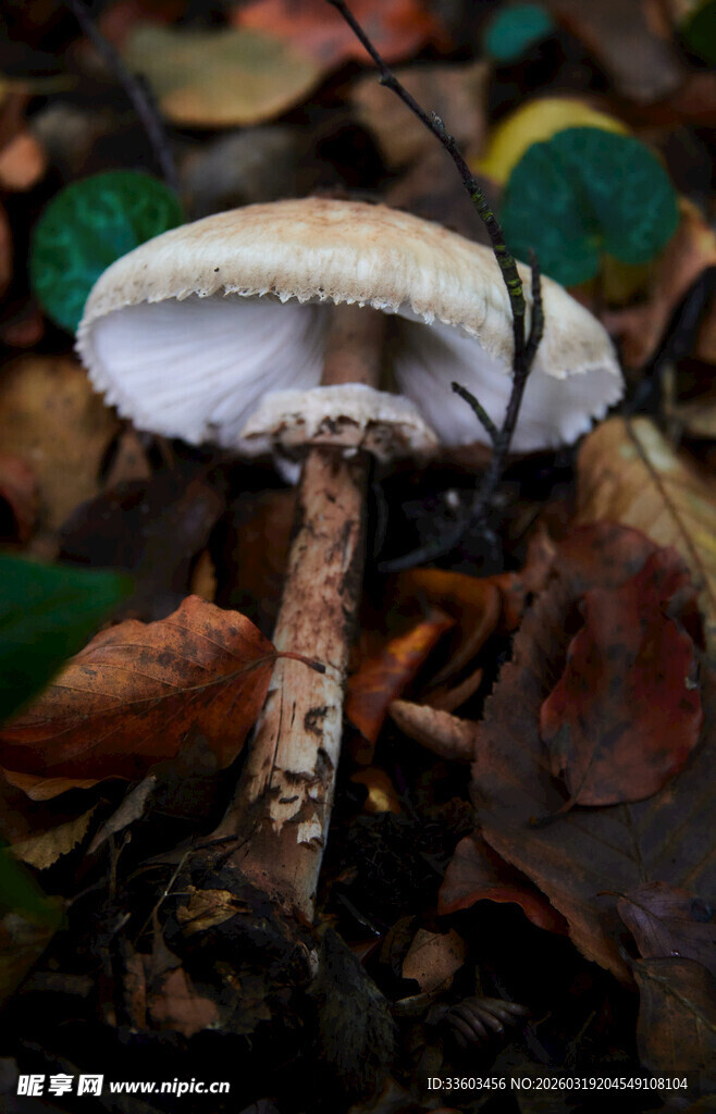 森林中的白色蘑菇