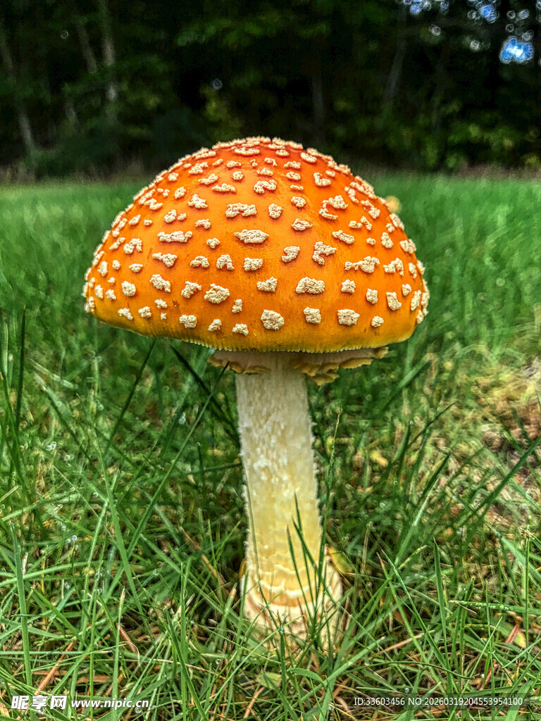 草地上的橙红色斑点蘑菇
