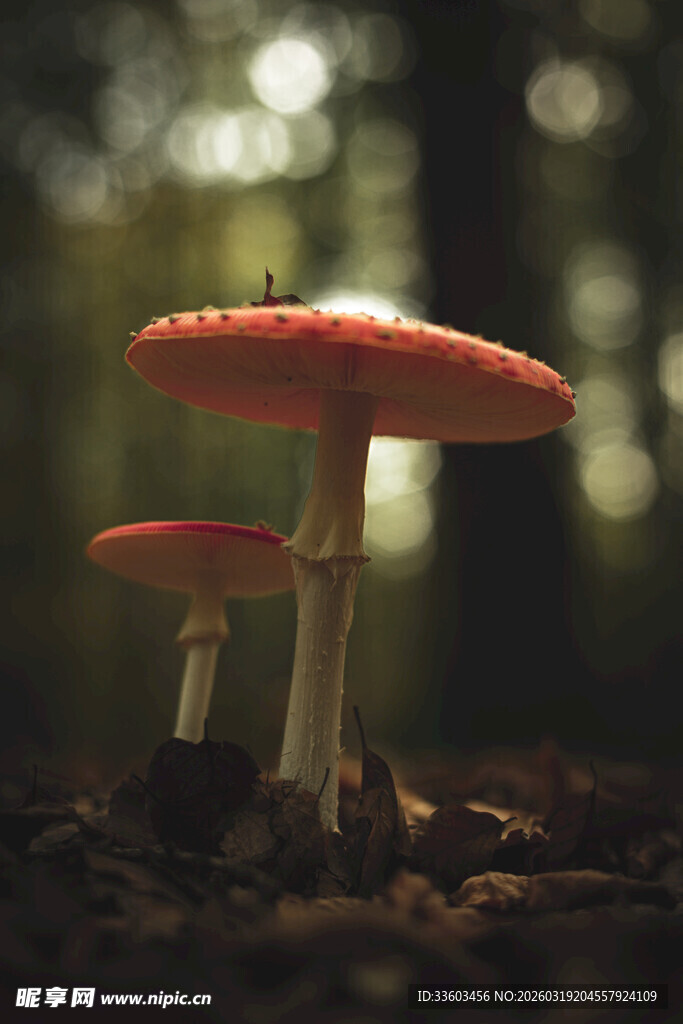 森林中的鲜艳红蘑菇