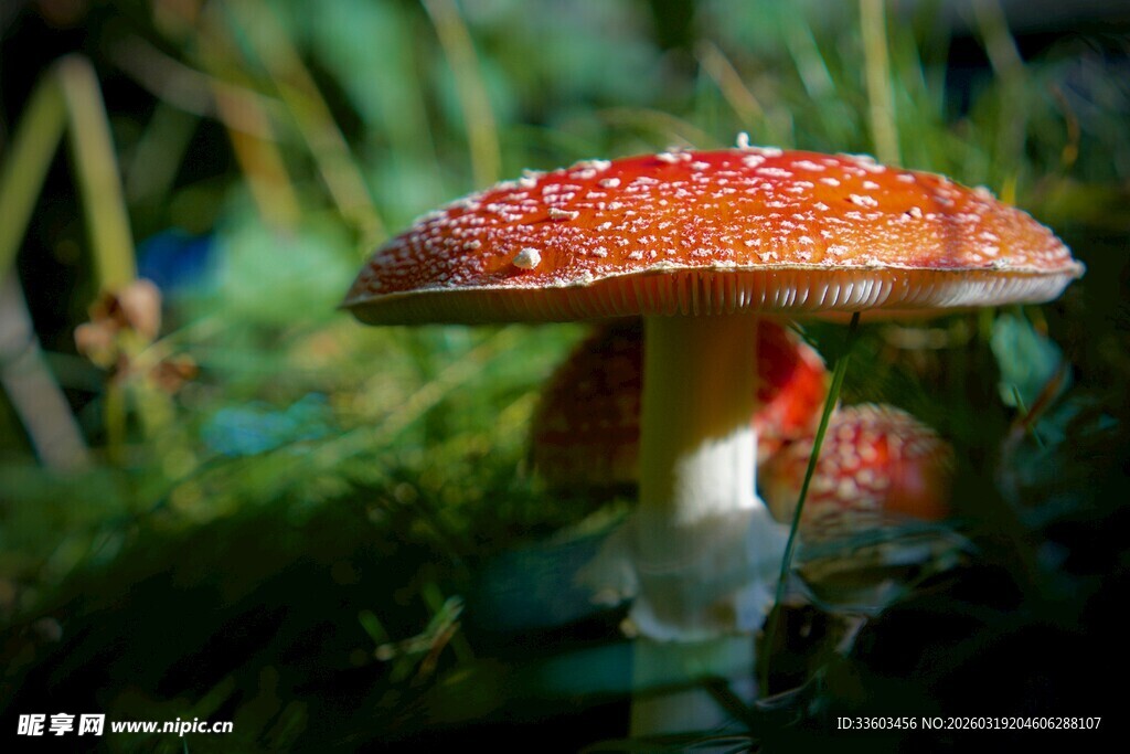 鲜艳红蘑菇生长于草丛中