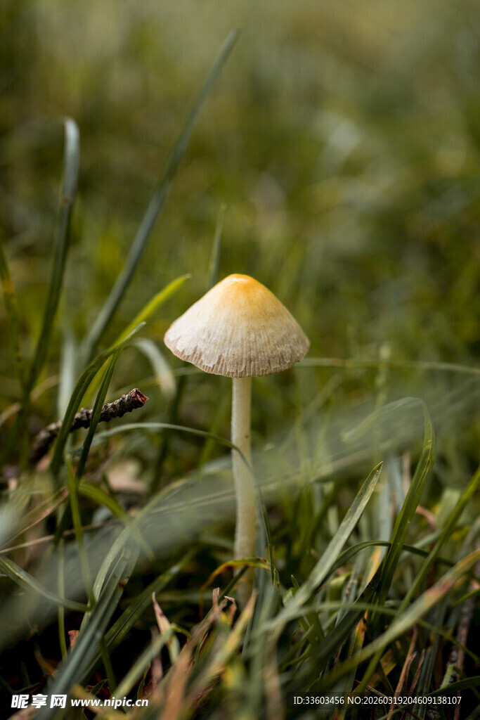 草丛中的小蘑菇