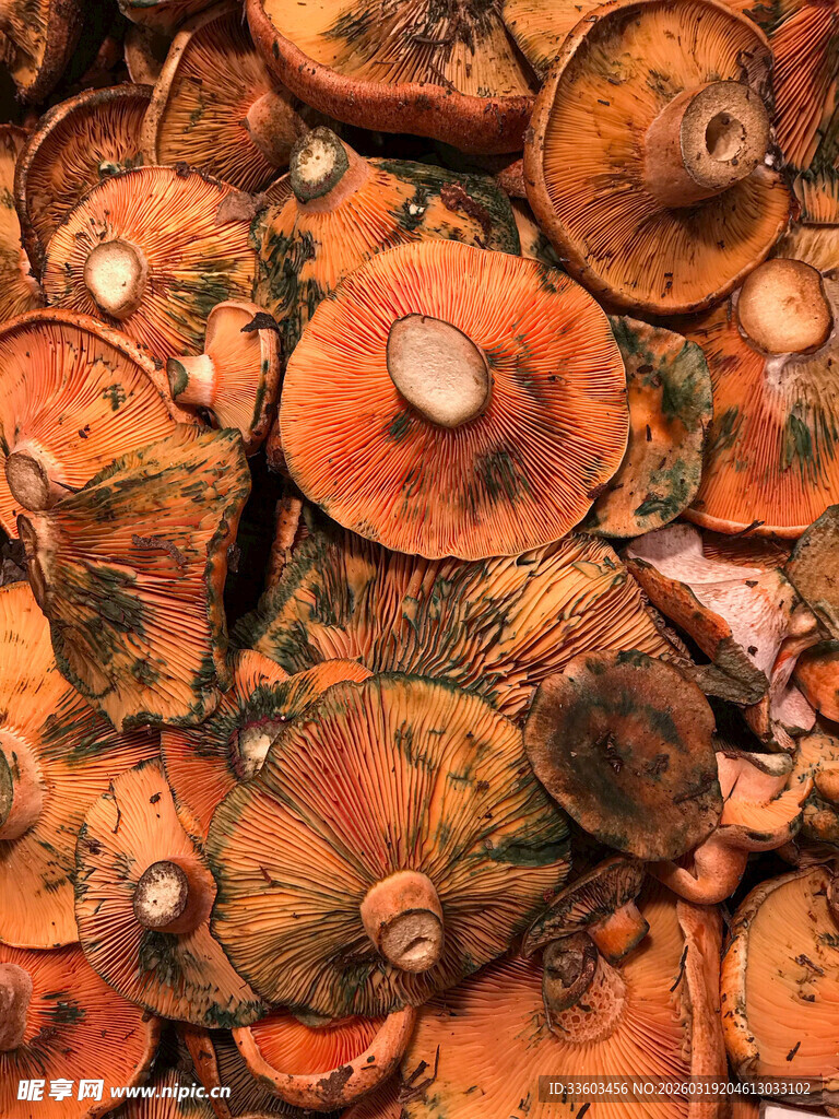 橙红色蘑菇堆叠特写