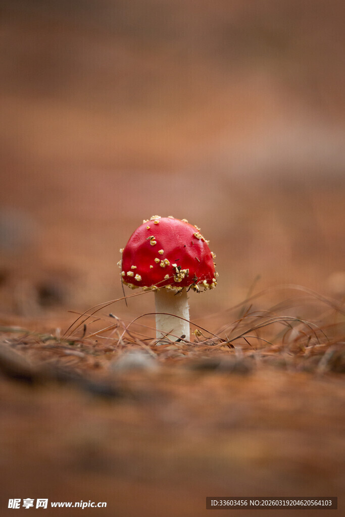 红色小蘑菇特写