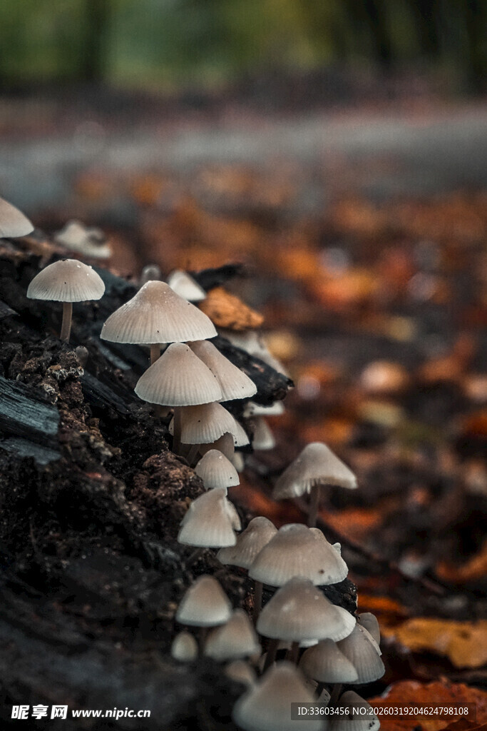 木头上生长的簇簇小蘑菇