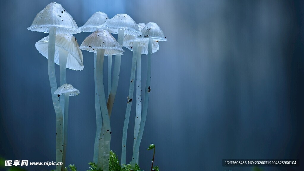 梦幻蓝调下的清新小蘑菇