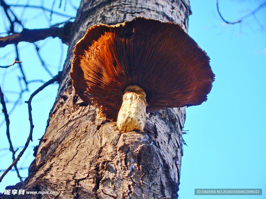 树干上生长的棕红色蘑菇