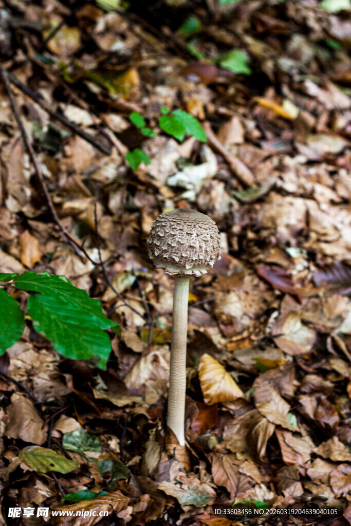 森林中独特造型的蘑菇