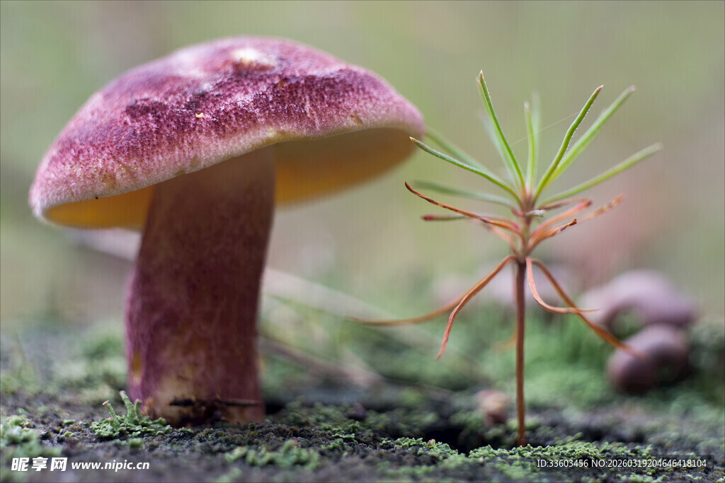 森林中紫色蘑菇与小树苗