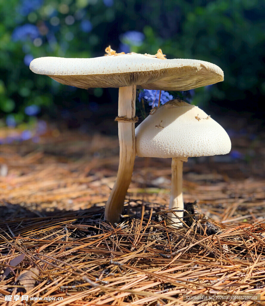 林间双生蘑菇