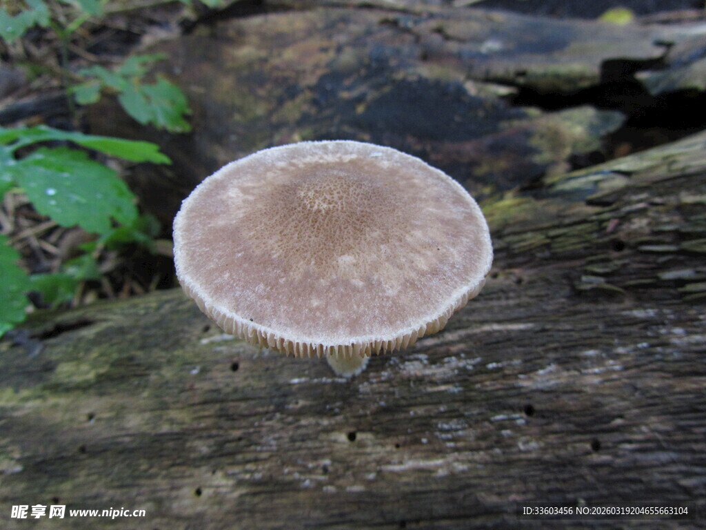 木头上的圆形蘑菇