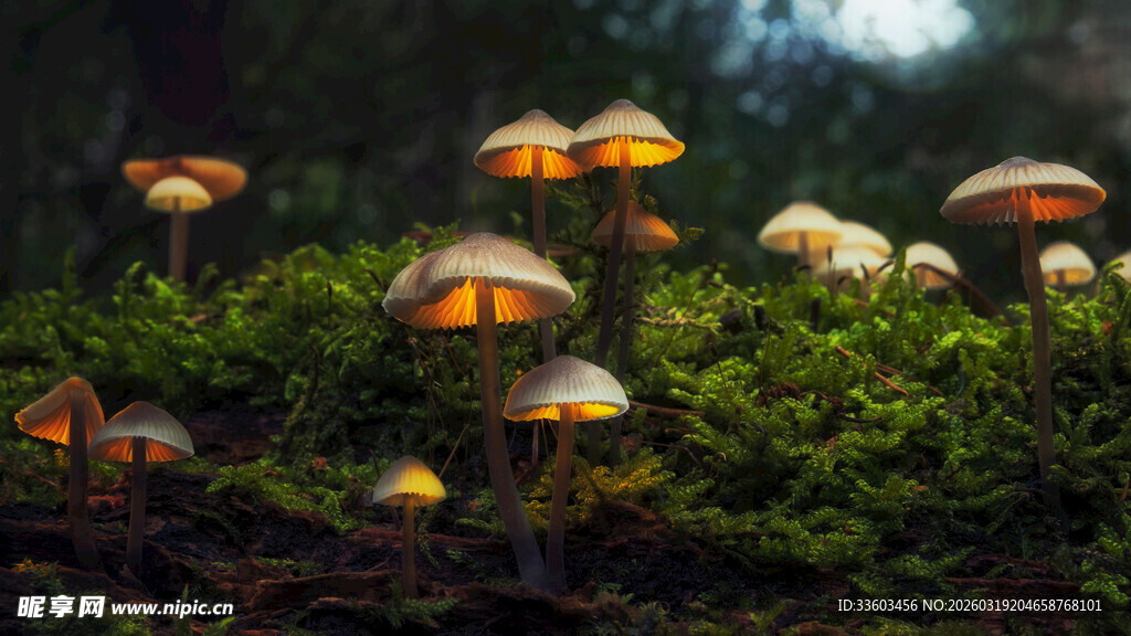森林中发光的梦幻蘑菇