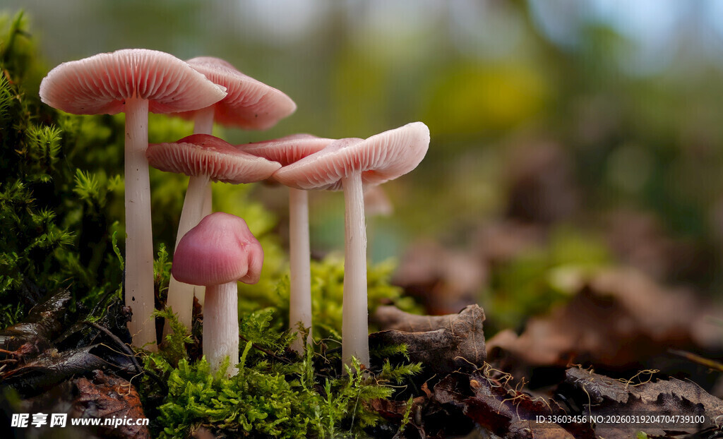 林间粉色蘑菇与苔藓