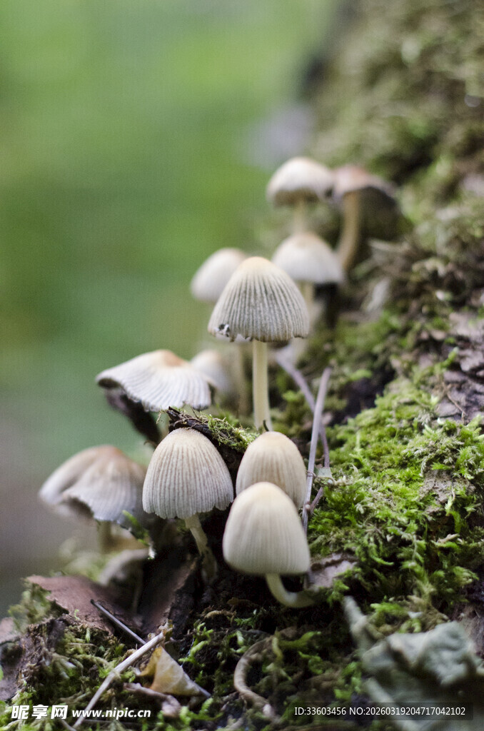 树干上生长的簇簇小蘑菇
