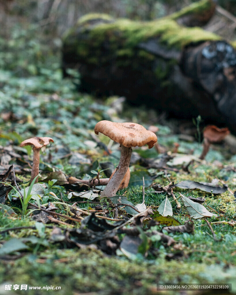 森林中生长的多彩蘑菇