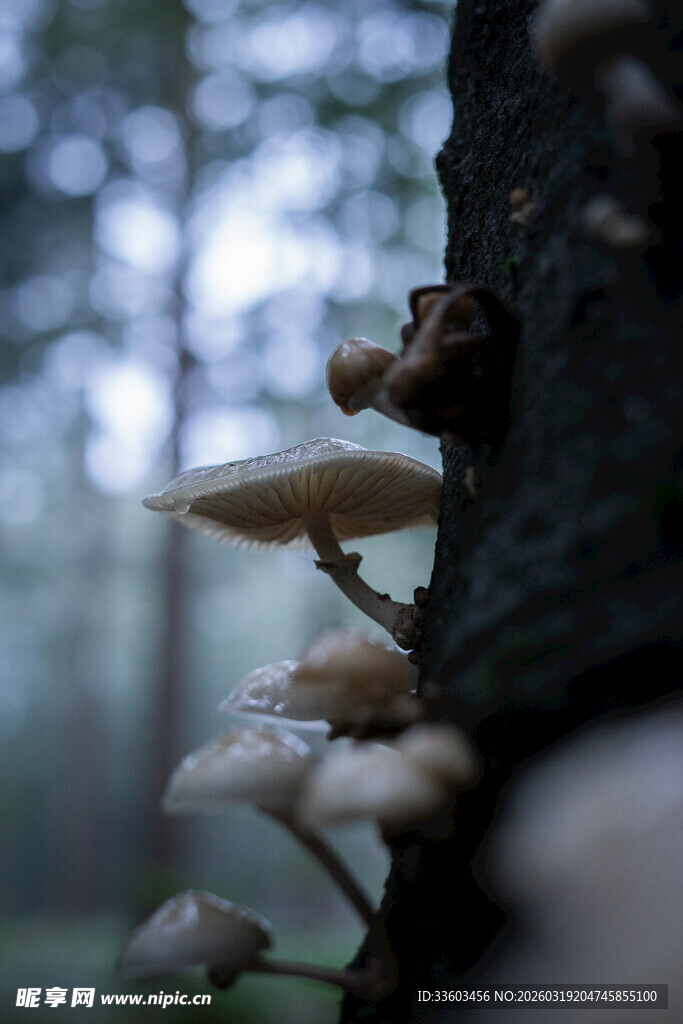 树干上生长的簇簇蘑菇