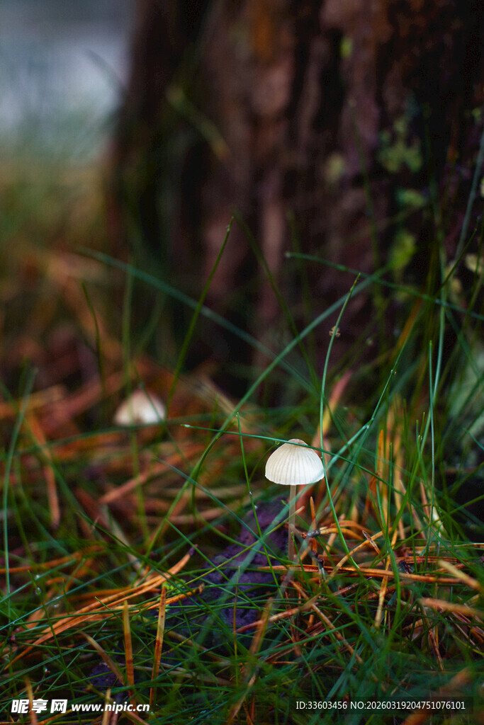 草地上的白色小蘑菇