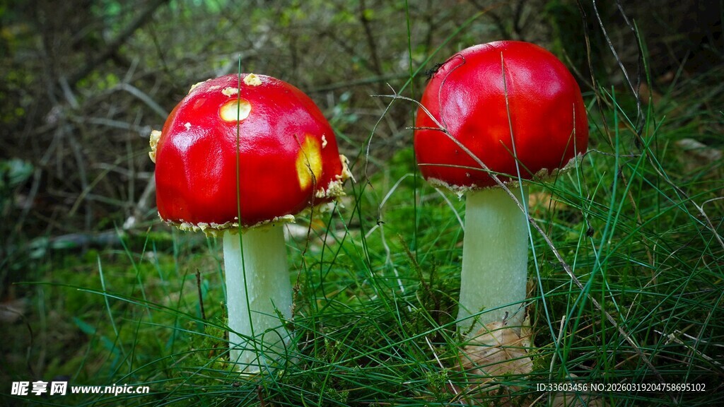 草地上的两朵鲜艳红蘑菇