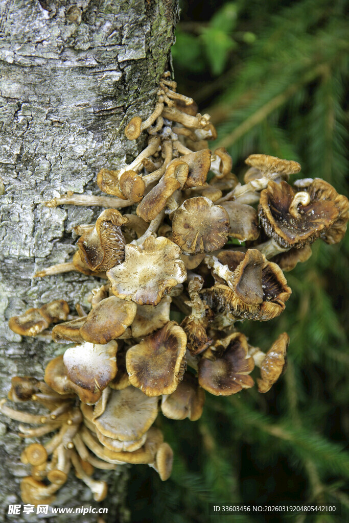 树干上生长的蘑菇群