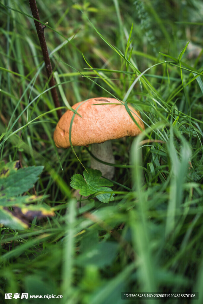 草丛中的橙色蘑菇