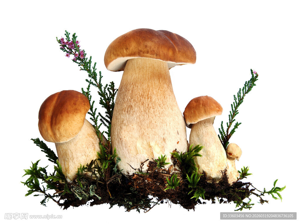 新鲜蘑菇与绿植组合展示